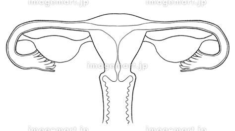 女人生殖器|女性生殖器の構造